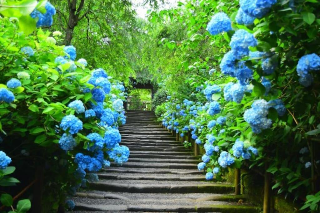 甘糟屋敷 Amakasu Yashiki Kamakura Villa Eksteriør bilde